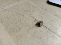 Lepidoptera