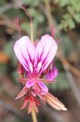 Pelargonium multicaule multicaule