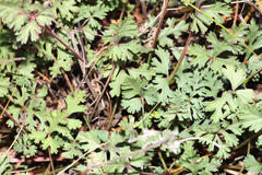 Pelargonium multicaule multicaule