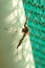 Aedes camptorhynchus