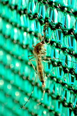 Aedes camptorhynchus