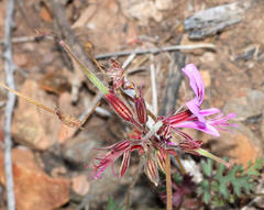 Pelargonium multicaule multicaule