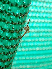 Aedes camptorhynchus