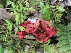 Clathrus crispatus