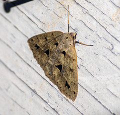 Psyra angulifera