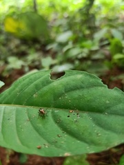 Chrysomelidae