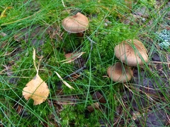 Cortinarius pholideus