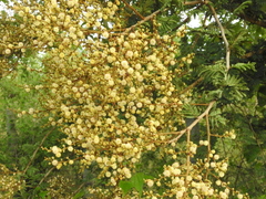 Vachellia leucophloea
