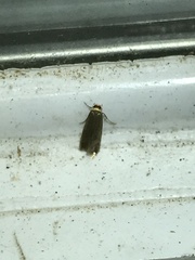 Phaeoses sabinella