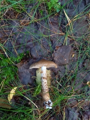 Cortinarius pholideus