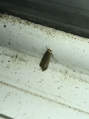 Phaeoses sabinella