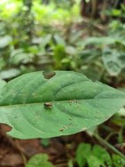 Chrysomelidae