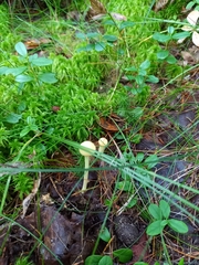 Protostropharia alcis