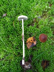 Protostropharia alcis