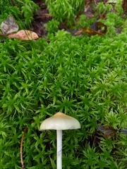 Protostropharia alcis