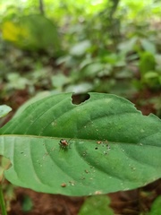 Chrysomelidae