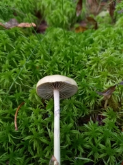Protostropharia alcis