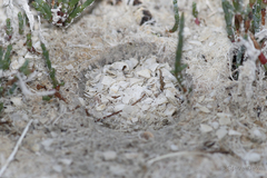 Thinornis cucullatus