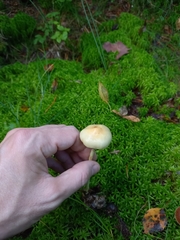 Protostropharia alcis