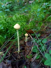 Protostropharia alcis