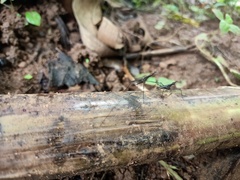 Neriidae