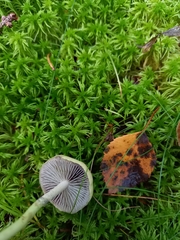 Protostropharia alcis