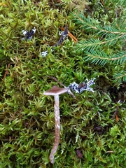 Cortinarius hemitrichus