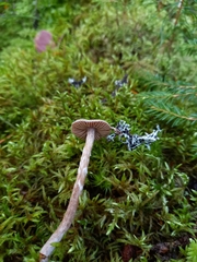 Cortinarius hemitrichus