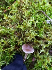 Cortinarius hemitrichus