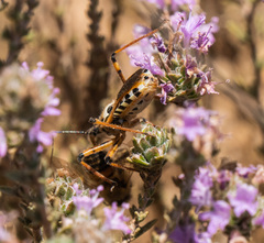 Rhynocoris punctiventris