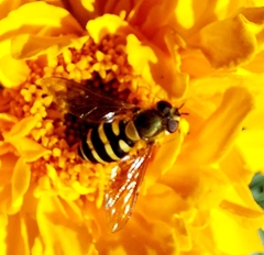 Syrphus ribesii