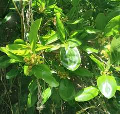 Flacourtia indica