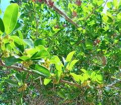 Flacourtia indica