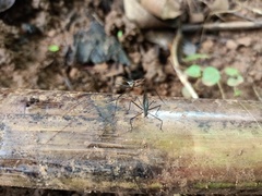 Neriidae