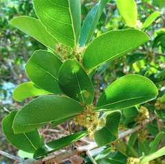 Flacourtia indica