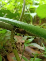 Myrmicaria