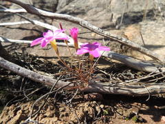 Oxalis polyphylla polyphylla