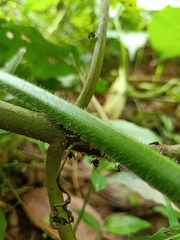 Myrmicaria