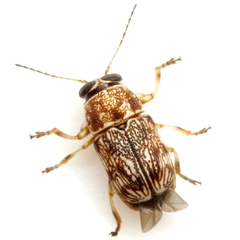 Pachybrachis texanus