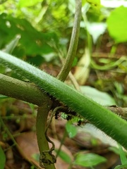 Myrmicaria