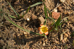Romulea pilosa