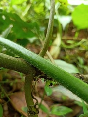Myrmicaria