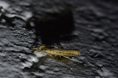 Helcystogramma phryganitis