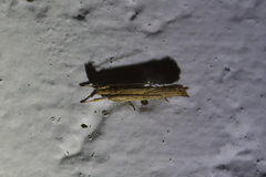 Helcystogramma phryganitis