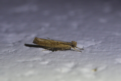 Helcystogramma phryganitis