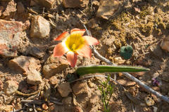Romulea pilosa