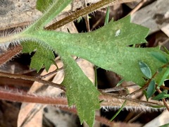 Trachymene composita composita