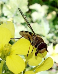 Syrphus ribesii