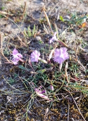 Dianthus gallicus