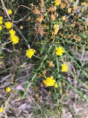 Acacia pravifolia
